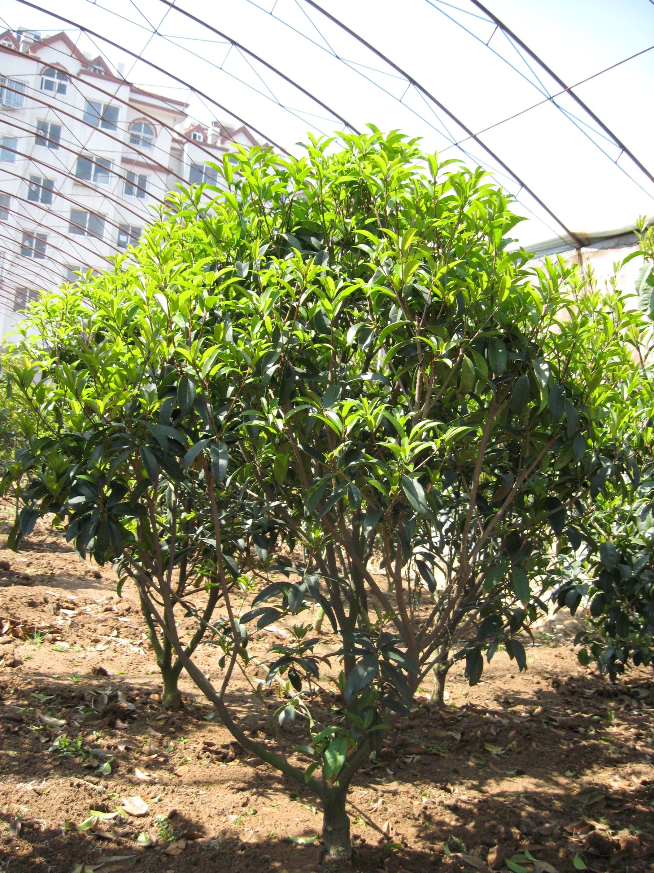 观叶植物  青岛枯桃红旗升花木有限公司