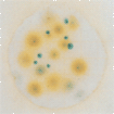 Petrifilm TM霉菌和酵母菌测试片 3M微生物检测产品;Testo测量仪器;Dikma色谱试剂;BIO-RID培养基;Nasco无菌取样袋;BD培养基; 青岛梓煜商贸有限公司